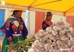 PRODUCTORES DE ACORA VENDEN AJO A MERCADOS DE LIMA Y EXTRANJERO