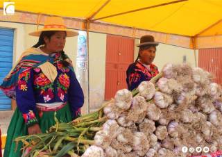 PRODUCTORES DE ACORA VENDEN AJO A MERCADOS DE LIMA Y EXTRANJERO