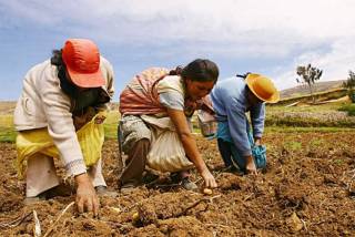 ASEGURAN LA PRODUCCIÓN AGRÍCOLA EN PERÚ