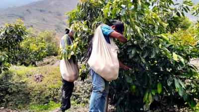 AGRO RURAL: 120,000 PRODUCTORES SERÁN PRIMEROS BENEFICIADOS CON ENTREGA DE FERTILIZANTES