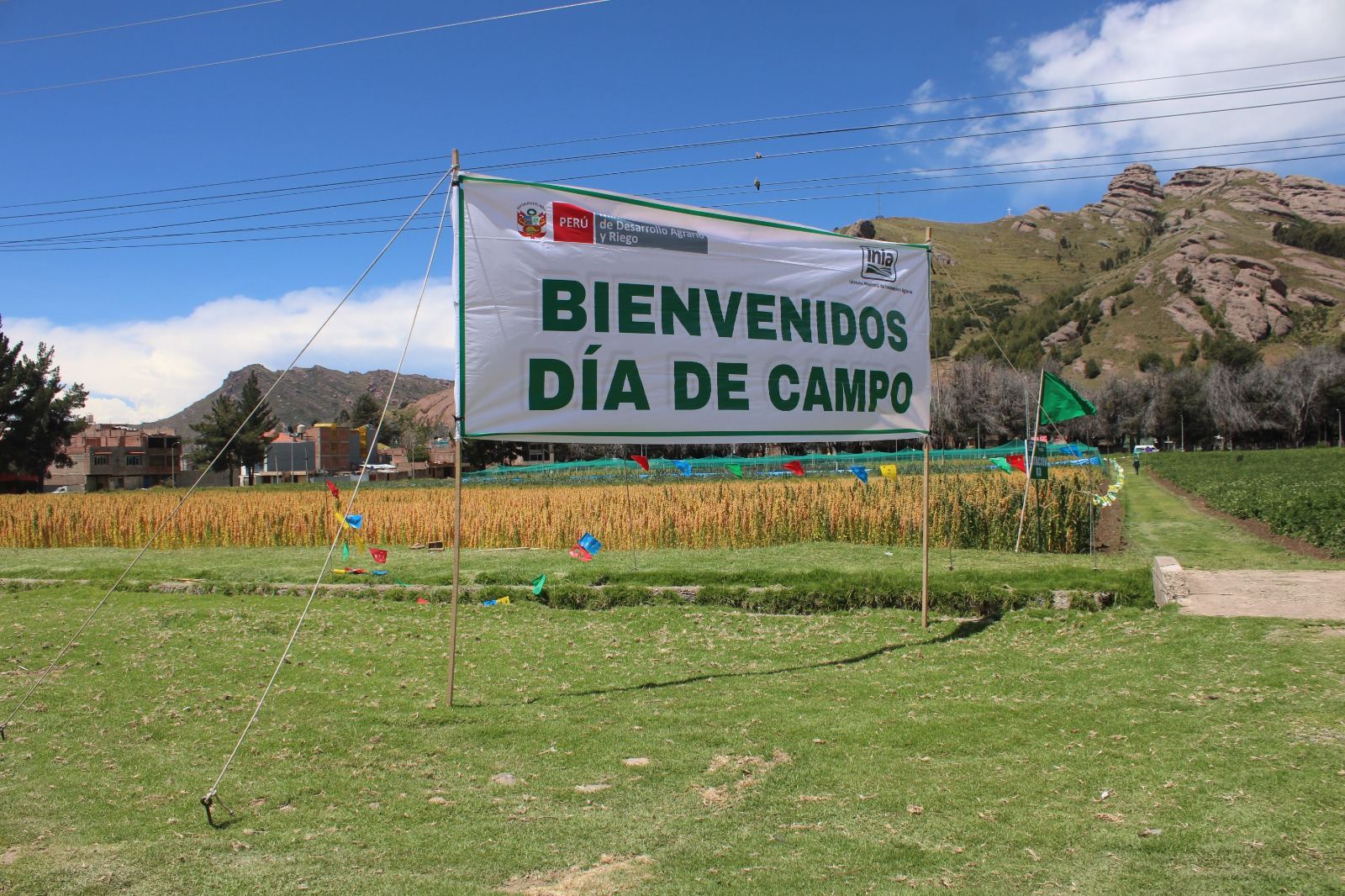 DÍA DE CAMPO POR EL DÍA REGIONAL DE LA QUINUA IMPULSA SU VALOR PRODUCTIVO Y COMERCIAL EN PUNO