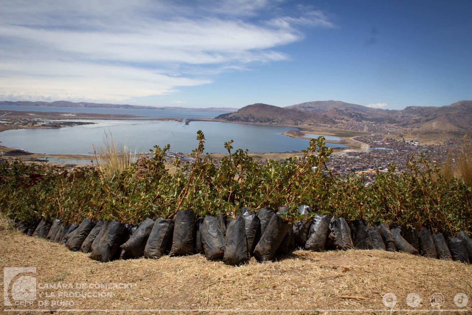 CÁMARA DE COMERCIO DE PUNO PARTICIPA EN JORNADA DE REFORESTACIÓN DEL CERRO AZOGUINI