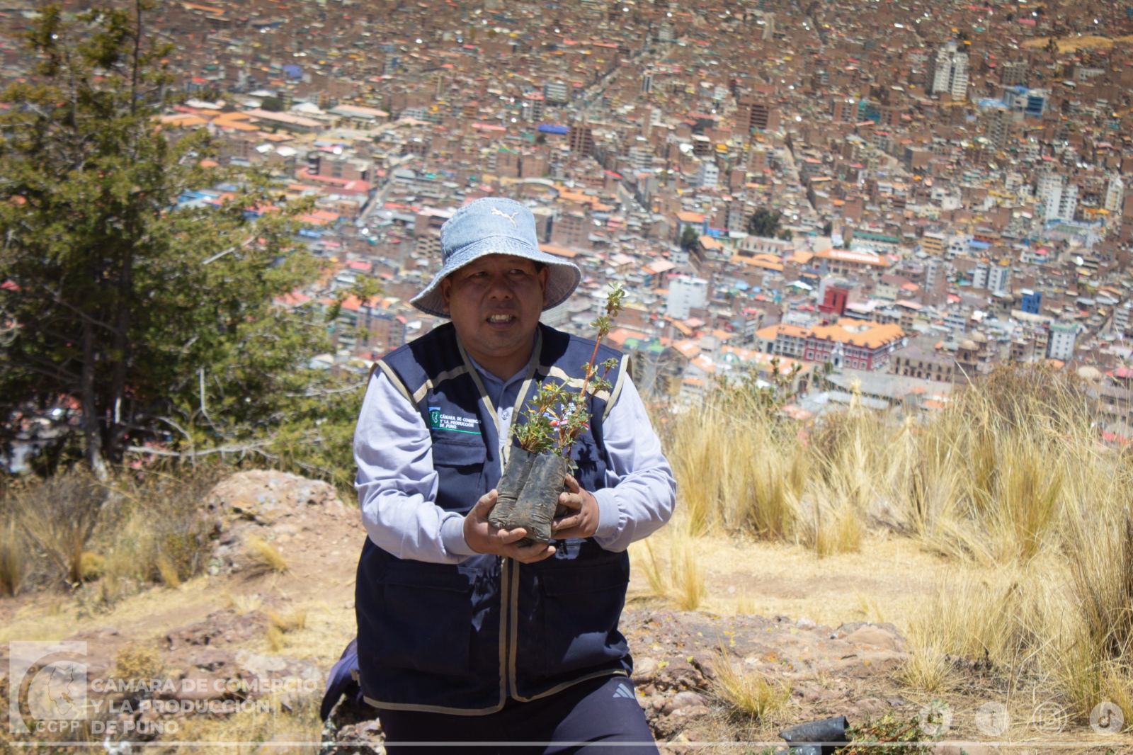 CÁMARA DE COMERCIO DE PUNO PARTICIPA EN JORNADA DE REFORESTACIÓN DEL CERRO AZOGUINI