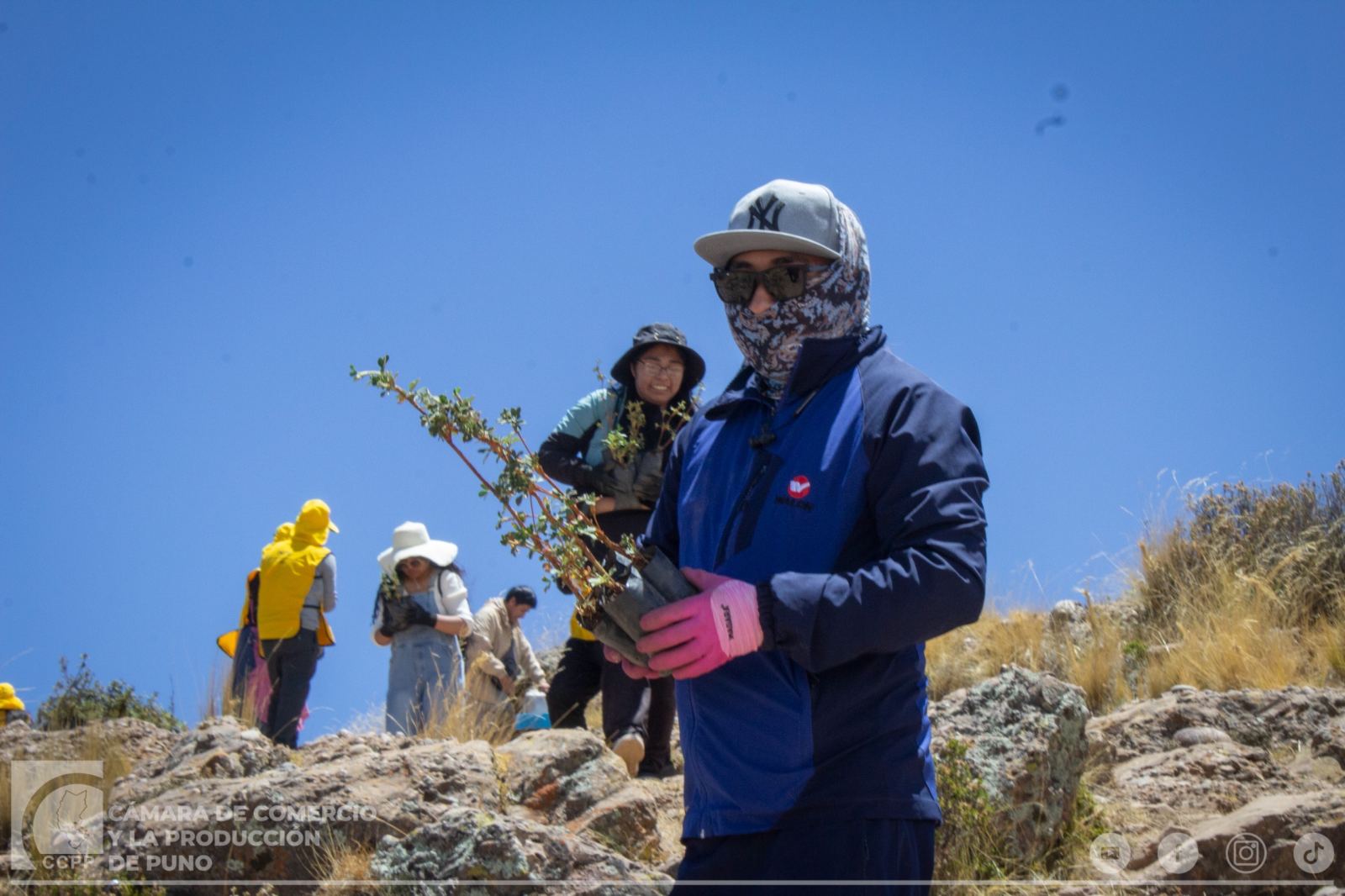 CÁMARA DE COMERCIO DE PUNO PARTICIPA EN JORNADA DE REFORESTACIÓN DEL CERRO AZOGUINI