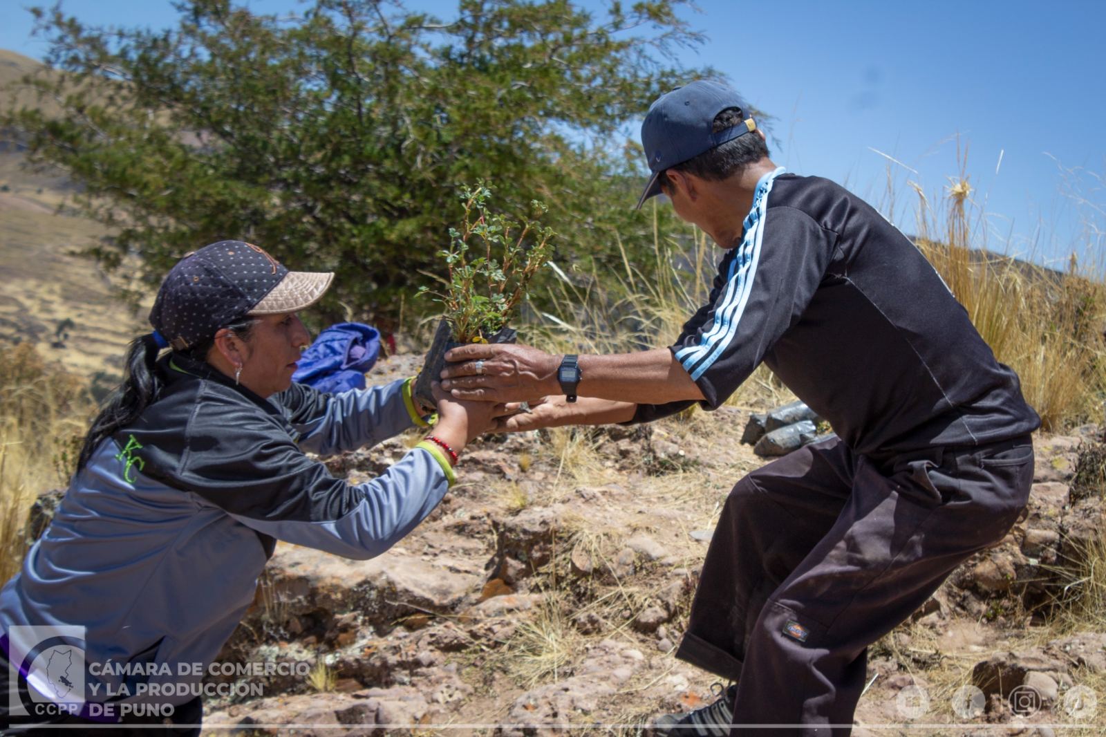 CÁMARA DE COMERCIO DE PUNO PARTICIPA EN JORNADA DE REFORESTACIÓN DEL CERRO AZOGUINI